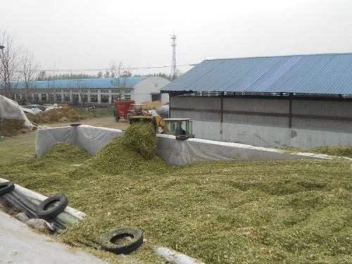 青貯飼料制作的黃金期 掌握關(guān)鍵技術(shù)，成就優(yōu)質(zhì)飼料